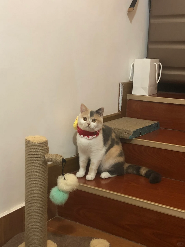 The Story with Luna