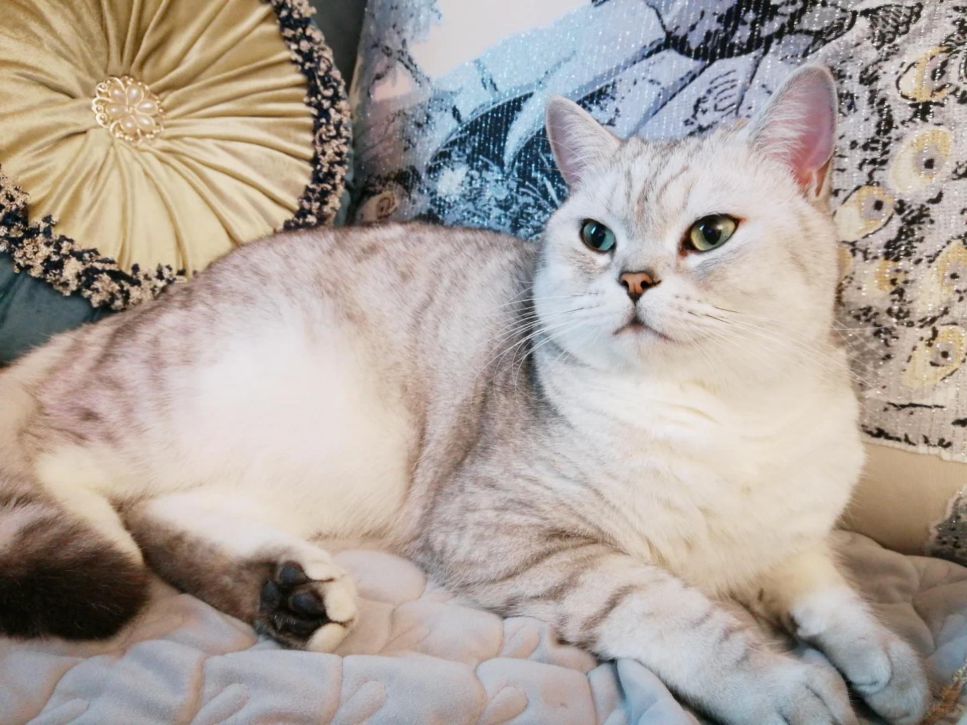 The Story of CoCo