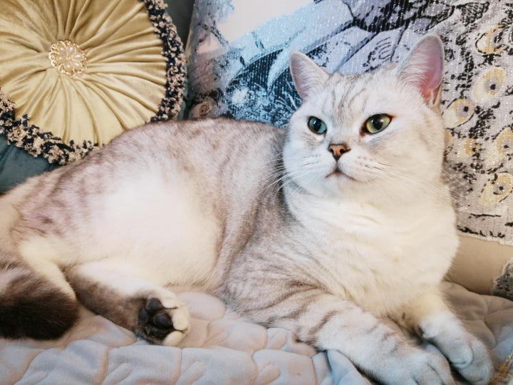 The Story of CoCo