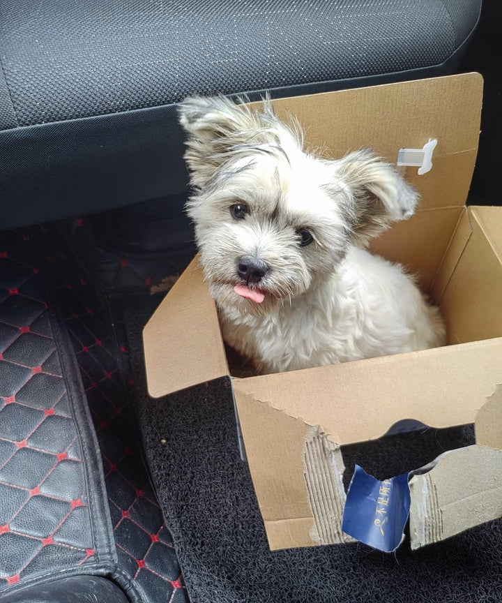 The Silent Goodbye to Max