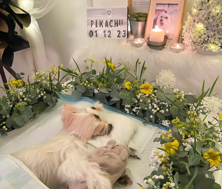 Created a Beautiful Goodbye for Pikachu