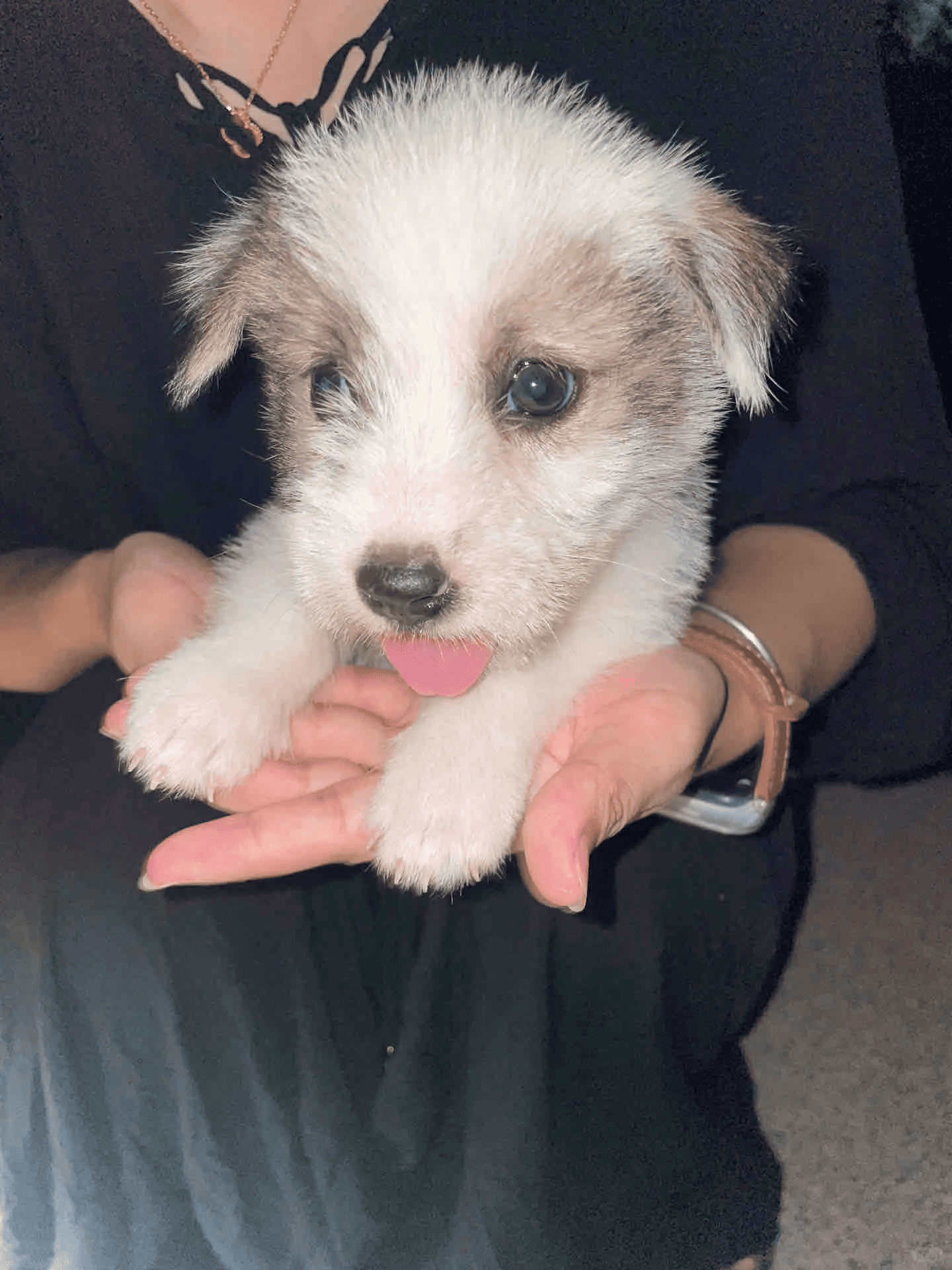 Greater Good Charities Donation — Honor Pets & Help People Pets and Planet Online | Efficient Transparent Giving Four Star Charity Rating