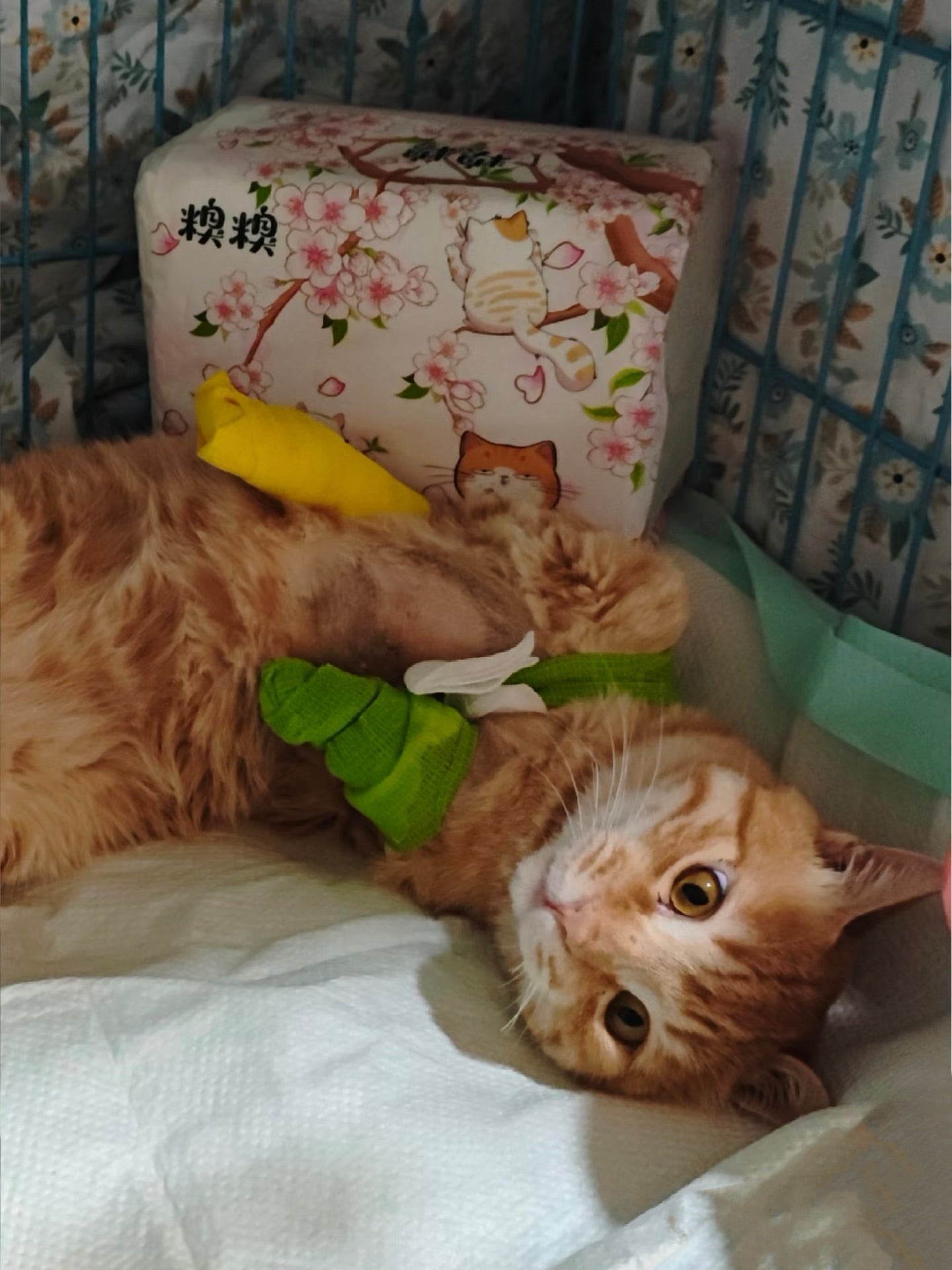 Greater Good Charities Donation — Honor Pets & Help People Pets and Planet Online | Efficient Transparent Giving Four Star Charity Rating