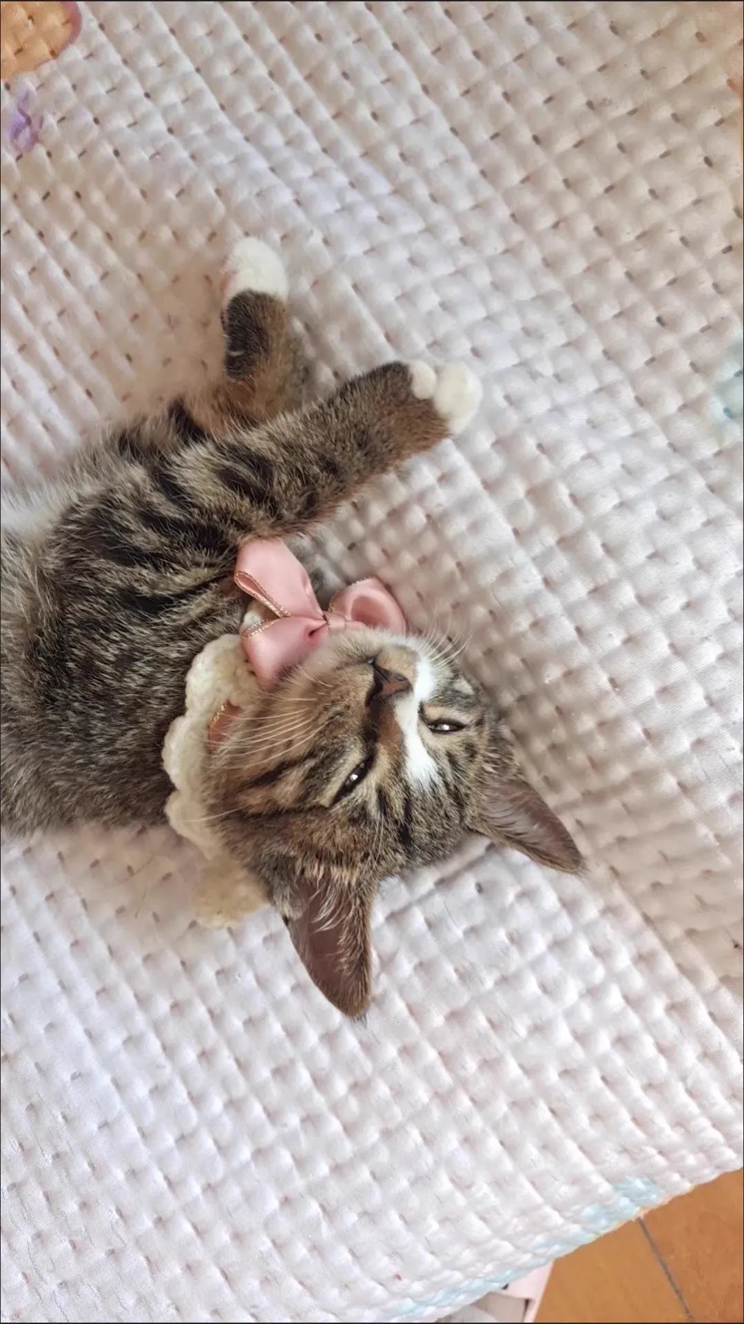 Festive Christmas Cat Collar: Elegant Lace Bow + Cute Jingle Bell, Perfect Holiday Decoration for Your Beloved Cat
